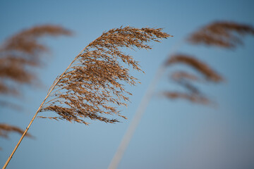 Reeds bend in the winter wind