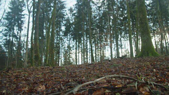 Rold Skov troll forest and beech trees