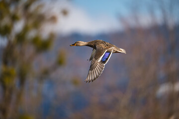 A female mallard in flight