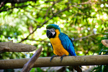 Colorful Macaw Parrot standing on branch with nature blurry background.