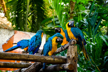 Group of blue and yellow Colorful Macaw Parrots standing on perch.