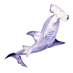 Watercolor danger hammerhead shark isolated on white.  Marine underwater wildlife illustration.