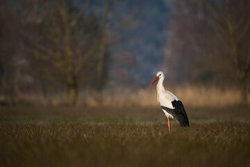 White stork stands in an open field