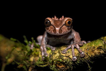 Triprion spinosus, also known as the spiny-headed tree frog, spiny-headed treefrog, spinyhead treefrog, coronated treefrog, and crowned hyla