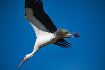 Flying stork on the way to its nest
