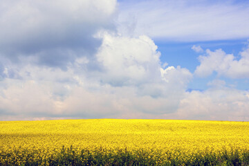 Yellow field of flowering rapeseed with cloudy blue sky - brassica napus - plant for green energy, medicine and oil industry