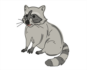 Raccoon isolated on white background, hand drawn, flat vector illustration or doodle style