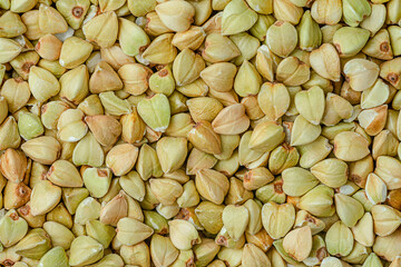 Macro shot of green buckwheat background. Top view.
