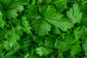 Fresh parsley background. Top view, close up.