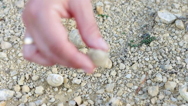 Collecting marine fossils of shells and snails that outcrop directly in the calcareous soil of Cantavieja, Teruel, Aragon, Spain