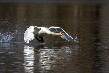 Mute swan, Cygnus olor flying over a lake in the English Garden in Munich, Germany