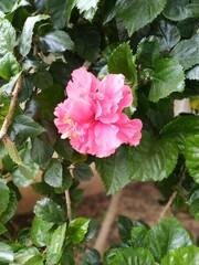 Delicately Beautiful, Pretty, Charming flowers.