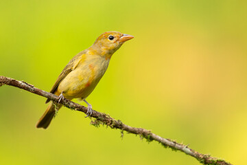 The summer tanager (Piranga rubra) is a medium-sized American songbird. Formerly placed in the tanager family (Thraupidae), it and other members of its genus are now classified in the cardinal family