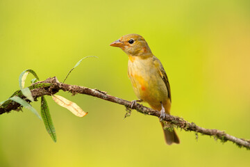 The summer tanager (Piranga rubra) is a medium-sized American songbird. Formerly placed in the tanager family (Thraupidae), it and other members of its genus are now classified in the cardinal family