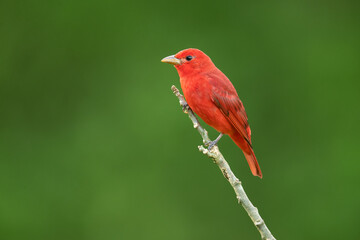 The summer tanager (Piranga rubra) is a medium-sized American songbird. Formerly placed in the tanager family (Thraupidae), it and other members of its genus are now classified in the cardinal family