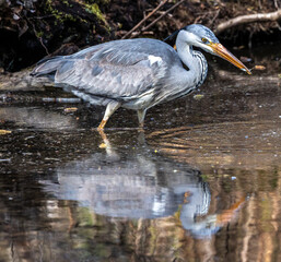 While fishing in the moving water a grey heron, Ardea cinerea successfully caught a fish.