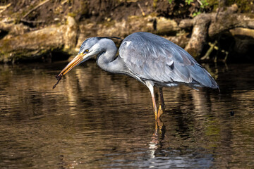 While fishing in the moving water a grey heron, Ardea cinerea successfully caught a fish.