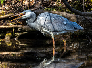 While fishing in the moving water a grey heron, Ardea cinerea successfully caught a fish.