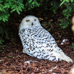 The Snowy Owl, Bubo scandiacus is a large, white owl of the owl family