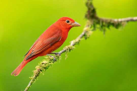 The summer tanager (Piranga rubra) is a medium-sized American songbird. Formerly placed in the tanager family (Thraupidae), it and other members of its genus are now classified in the cardinal family