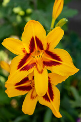 Fototapeta premium Beautiful colorful daylilies. Hemerocallis. Close-up.
