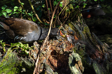 Common moorhen Gallinula chloropus also known as the waterhen or swamp chicken