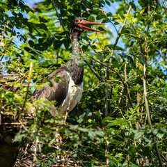 Black stork, Ciconia nigra in a german nature park