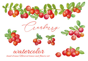 手書きのクランベリーのイラストセット