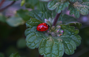 Red beetle on the leaves of the plant