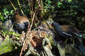 Common moorhen Gallinula chloropus also known as the waterhen or swamp chicken