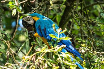 The Blue-and-yellow Macaw, Ara ararauna is a large South American parrot