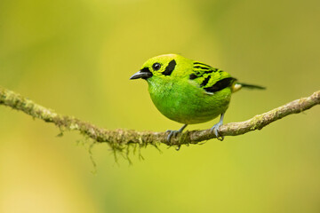 The emerald tanager (Tangara florida) is a species of bird in the tanager family Thraupidae. It is found in Colombia, Costa Rica, Ecuador, and Panama. 