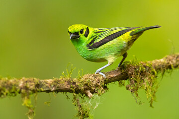The emerald tanager (Tangara florida) is a species of bird in the tanager family Thraupidae. It is found in Colombia, Costa Rica, Ecuador, and Panama. 