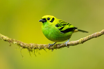 The emerald tanager (Tangara florida) is a species of bird in the tanager family Thraupidae. It is found in Colombia, Costa Rica, Ecuador, and Panama. 