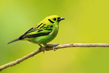 The emerald tanager (Tangara florida) is a species of bird in the tanager family Thraupidae. It is found in Colombia, Costa Rica, Ecuador, and Panama. 
