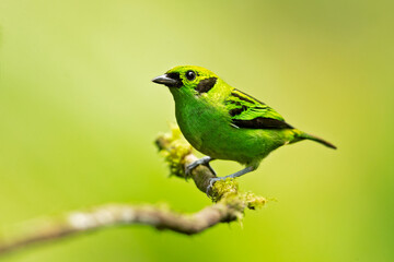 The emerald tanager (Tangara florida) is a species of bird in the tanager family Thraupidae. It is found in Colombia, Costa Rica, Ecuador, and Panama. 