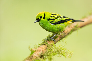 The emerald tanager (Tangara florida) is a species of bird in the tanager family Thraupidae. It is found in Colombia, Costa Rica, Ecuador, and Panama. 