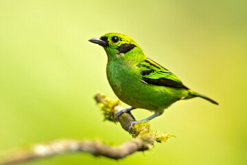 Obraz premium The emerald tanager (Tangara florida) is a species of bird in the tanager family Thraupidae. It is found in Colombia, Costa Rica, Ecuador, and Panama. 