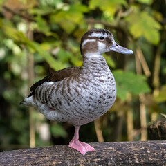 Wild duck at the Kleinhesseloher Lake in English Garden in Munich, Germany