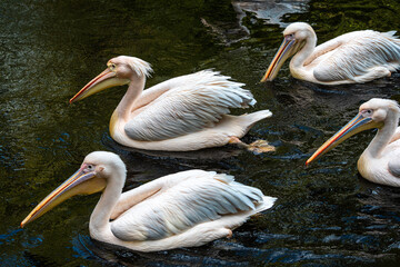 Great White Pelican, Pelecanus onocrotalus in a park