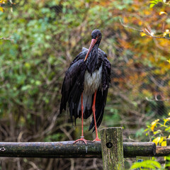 Black stork, Ciconia nigra in a german nature park