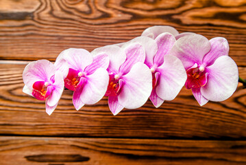 Fototapeta na wymiar A branch of purple orchids on a brown wooden background 