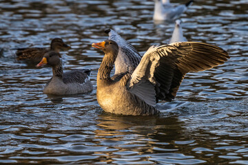 The greylag goose, Anser anser is a species of large goose