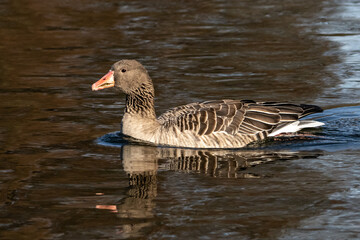 The greylag goose, Anser anser is a species of large goose