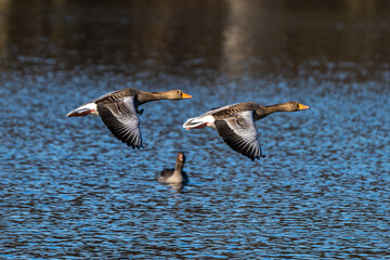 The flying greylag goose, Anser anser is a species of large goose