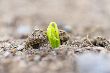 Green sprout growing from the ground, new or starter or beginner concept. 