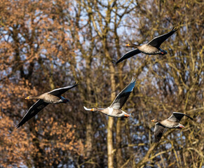 The flying greylag goose, Anser anser is a species of large goose