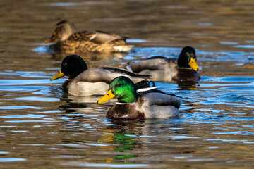 Wild duck or mallard, Anas platyrhynchos swimming in a lake