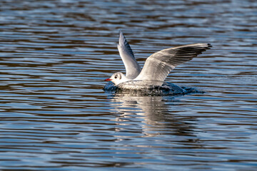 The European Herring Gull, Larus argentatus is a large gull