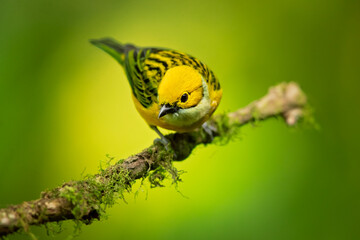 The silver-throated tanager (Tangara icterocephala) is a species of passerine bird in the tanager...